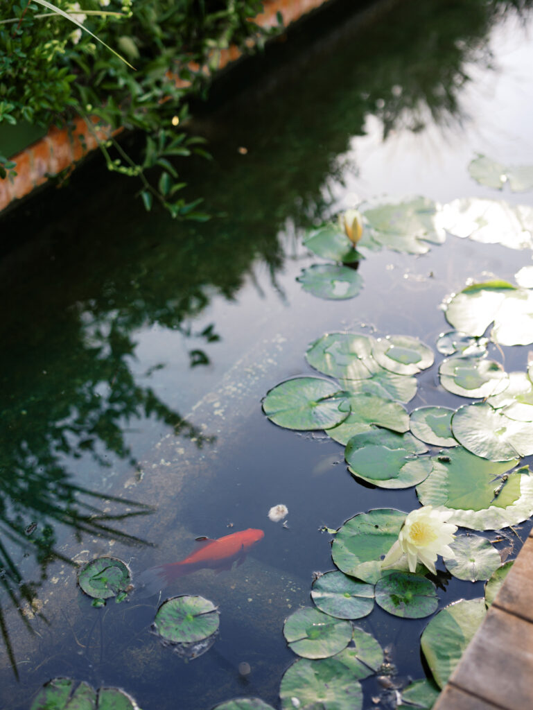 coy pond at El Encanto